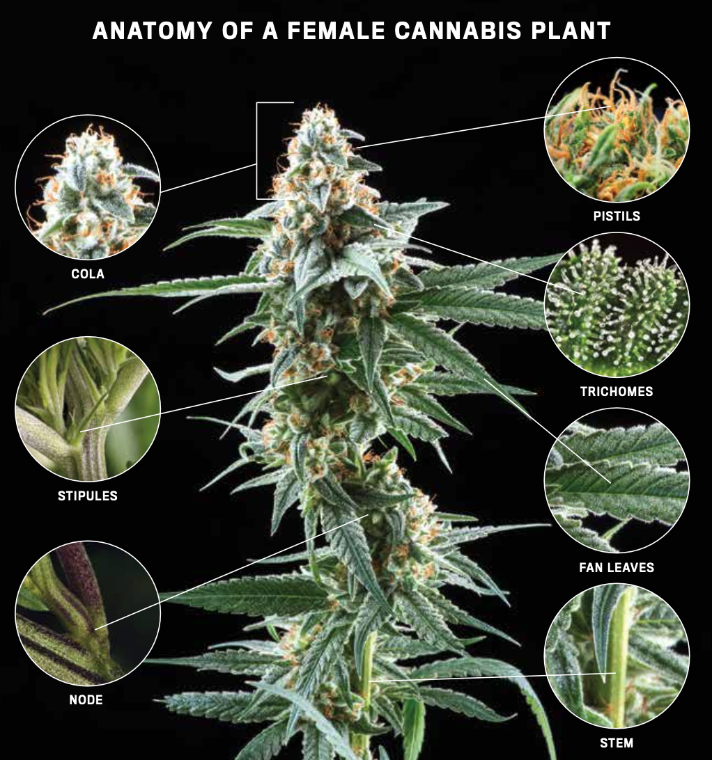 The anatomy of a female cannabis plant