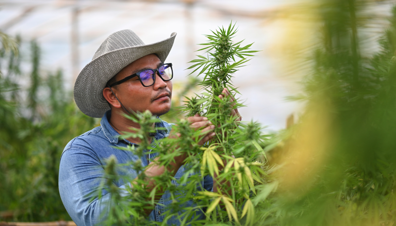man inspecting cannabis plant