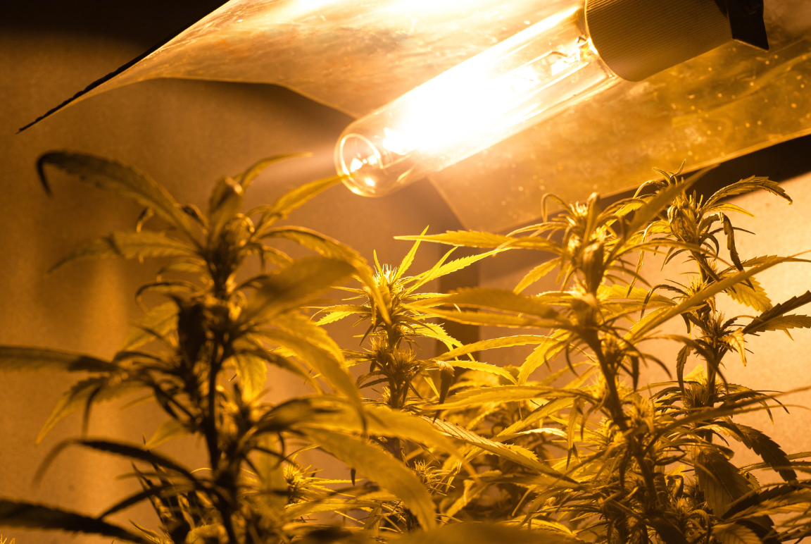 grow lights on cannabis