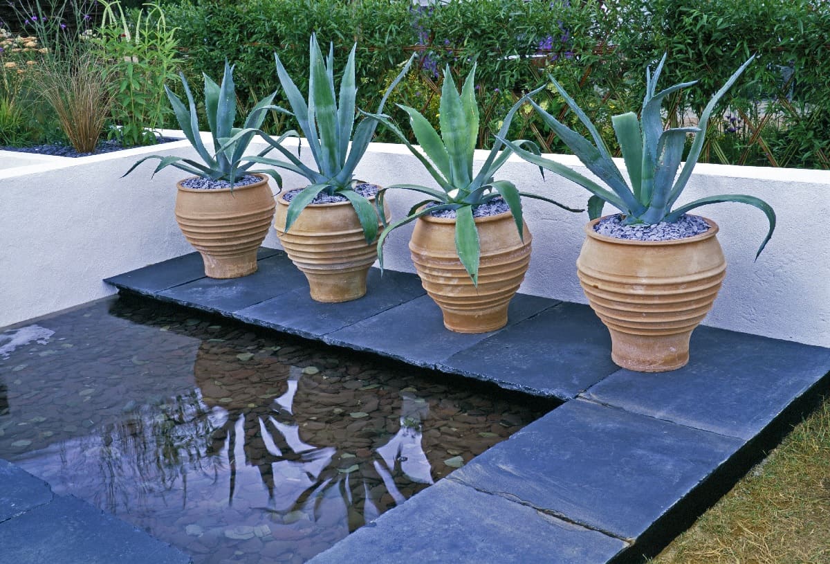 Four agave plants in terracotta container plant pots on a patio, in front of a small pond