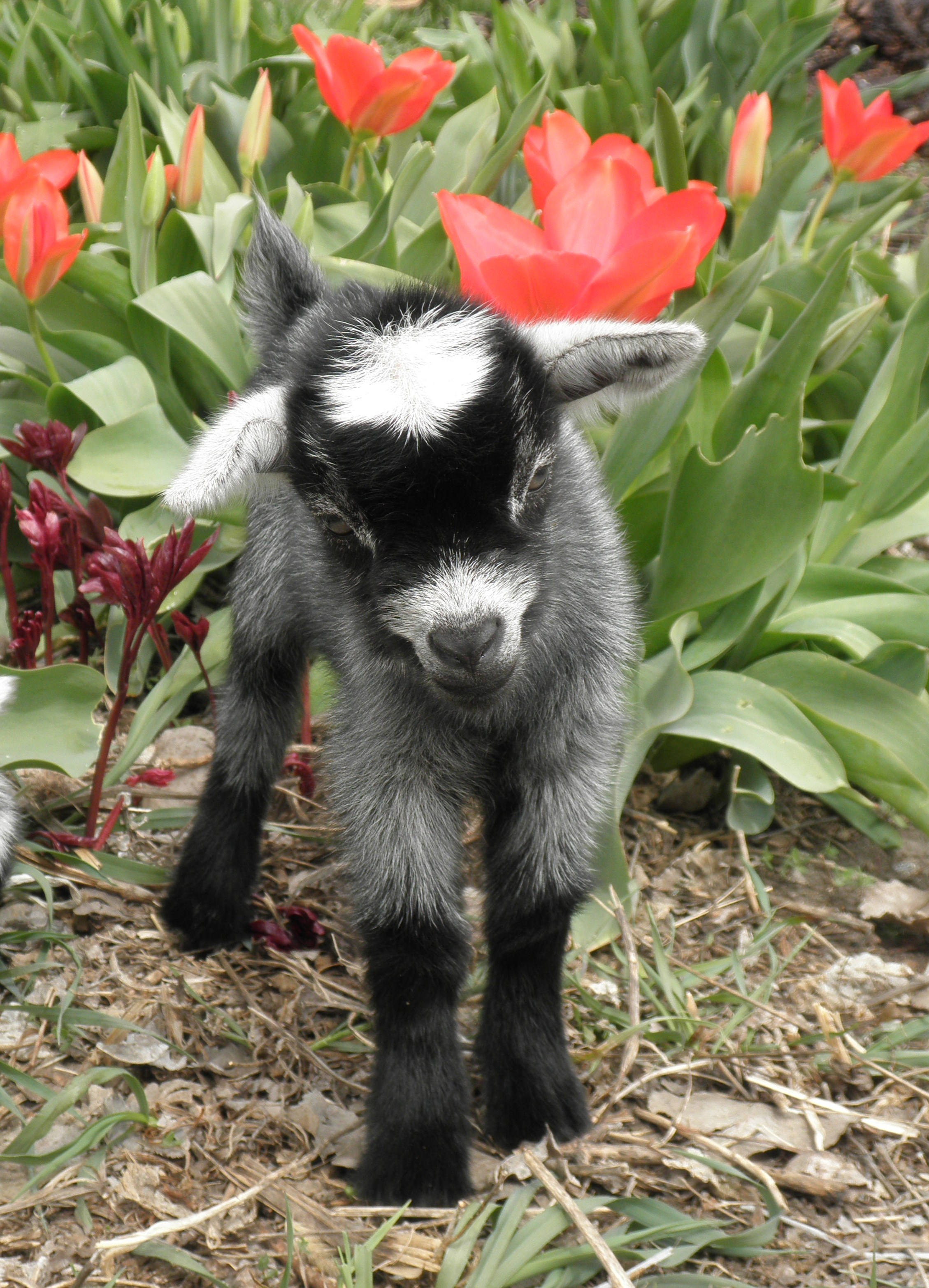 Baby goat | Old Farmer's Almanac