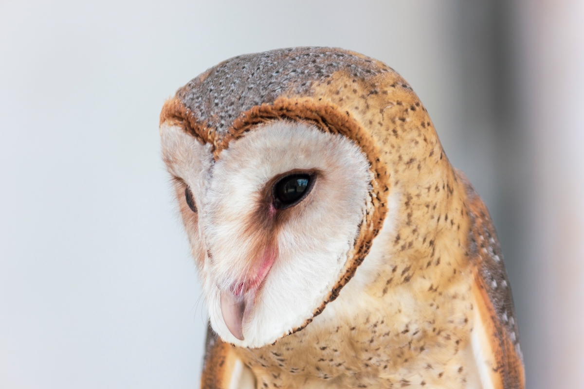 close up of an american barn owl