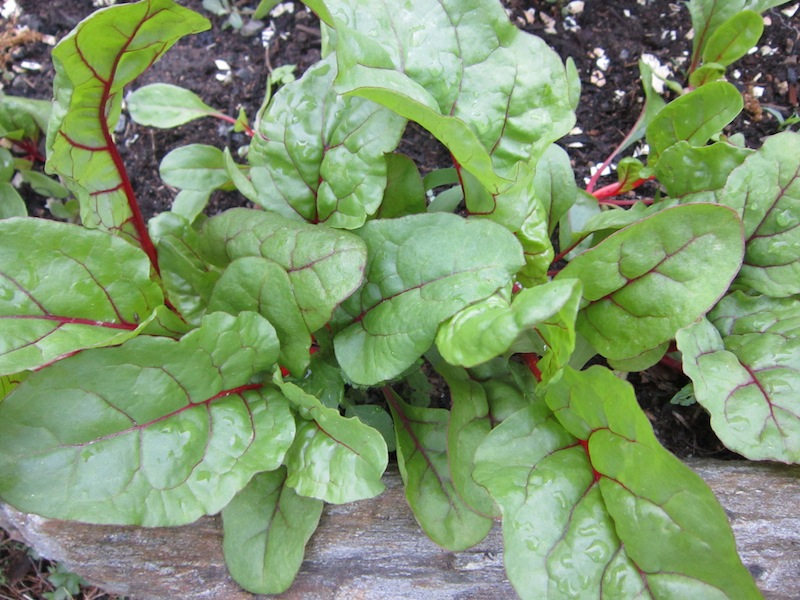 Planting And Growing Beets | The Old Farmer's Almanac