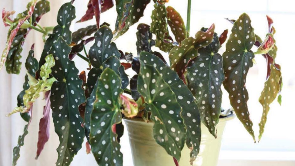 Polka Dot Begonia (Begonia maculata var. wightii)