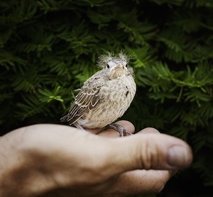 bird-hand