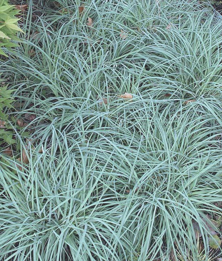 ‘Blue Zinger’ blue sedge