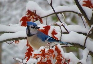 blue-jay