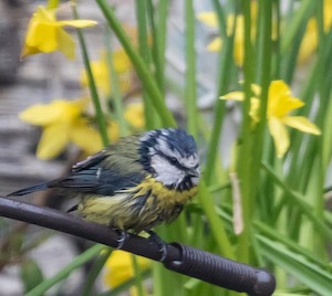 bird-daffodils