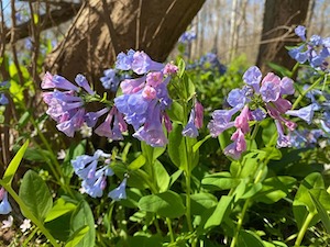 virginia-bluebells