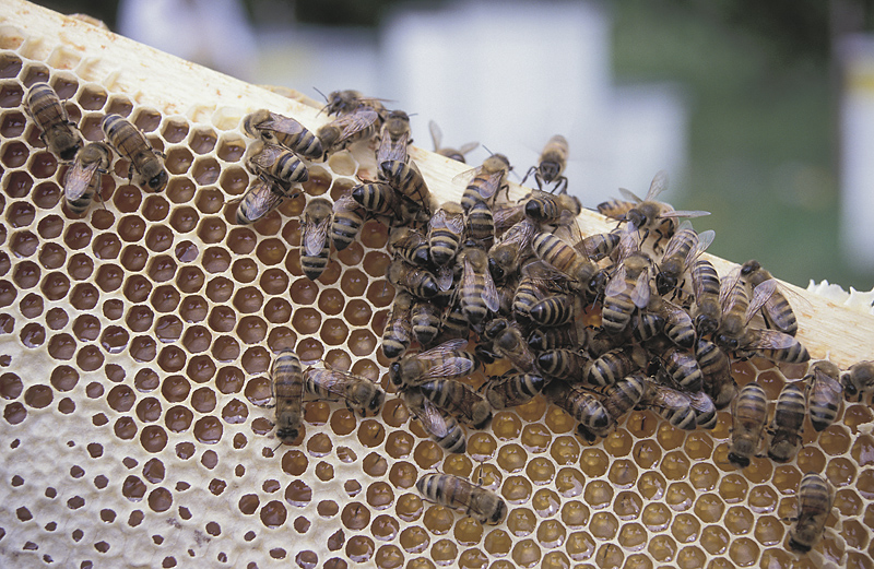 Beekeeping 101: Common Bee Diseases | The Old Farmer's Almanac