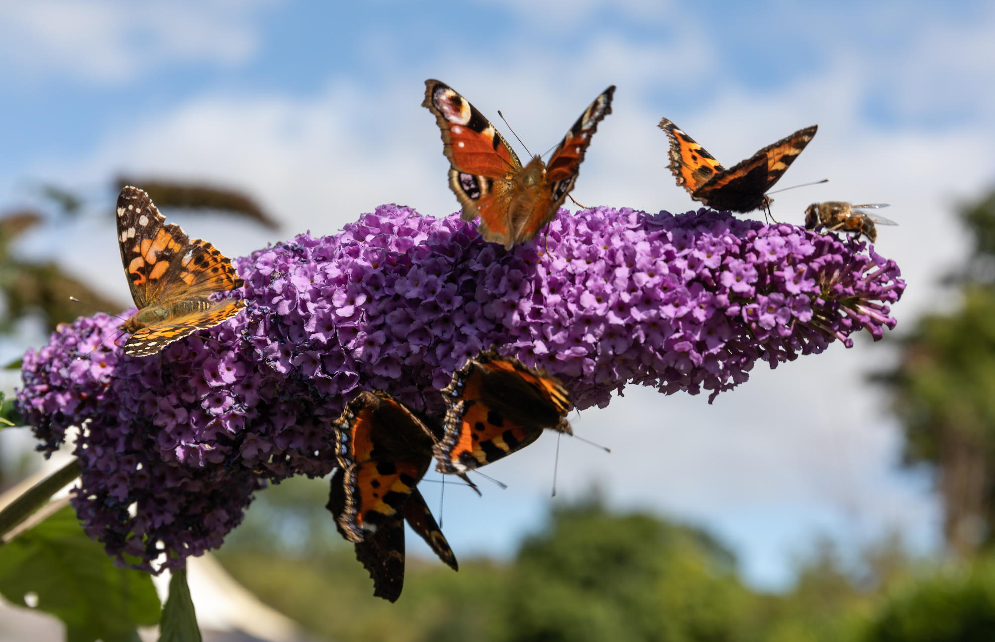 buddleia or a butterfly bush with butterflies on it