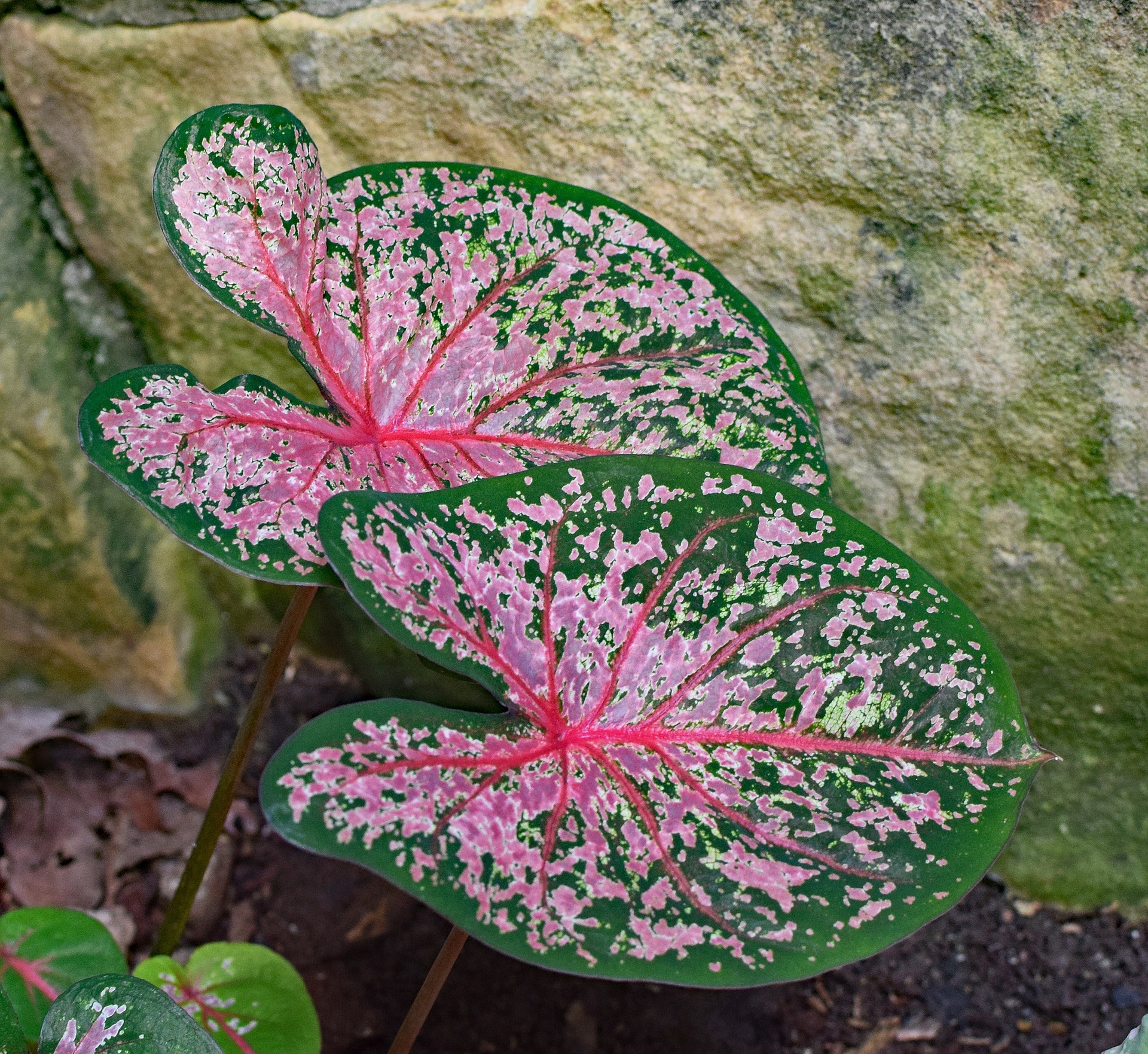 pink and green caladium leaves