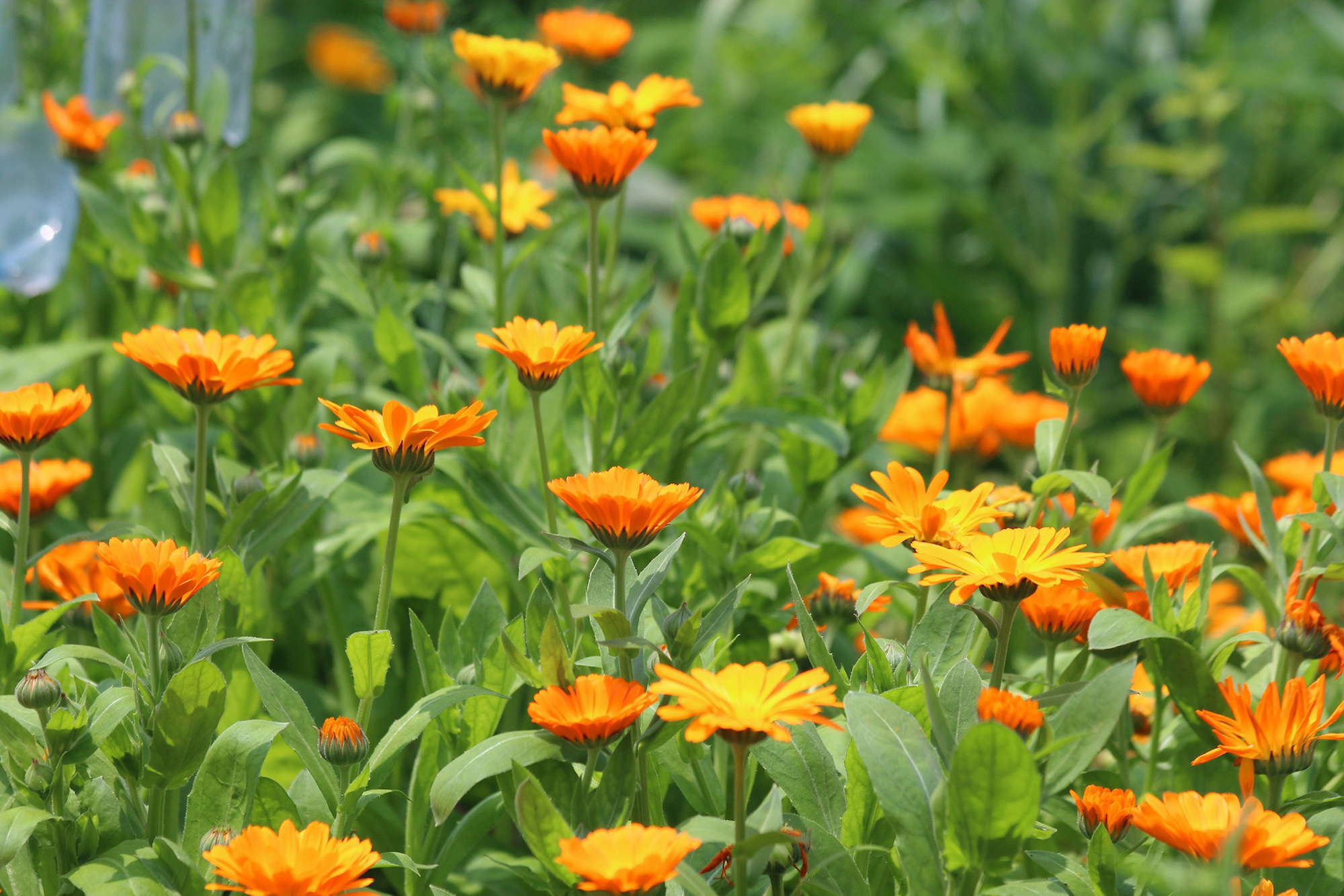 calendula in the garden