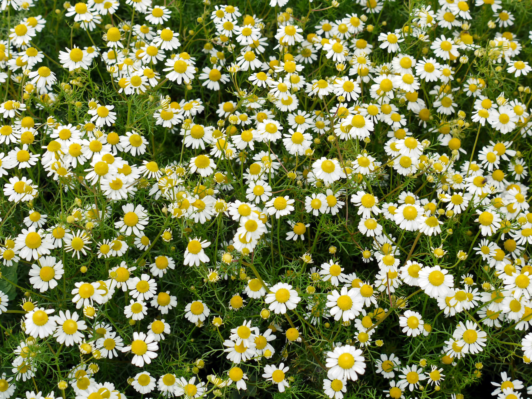 chamomile flowers in the garden