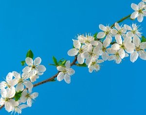 white-cherry-blossom