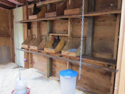 Cleaning Hen House Chicken Coop Planting Tips The Old 