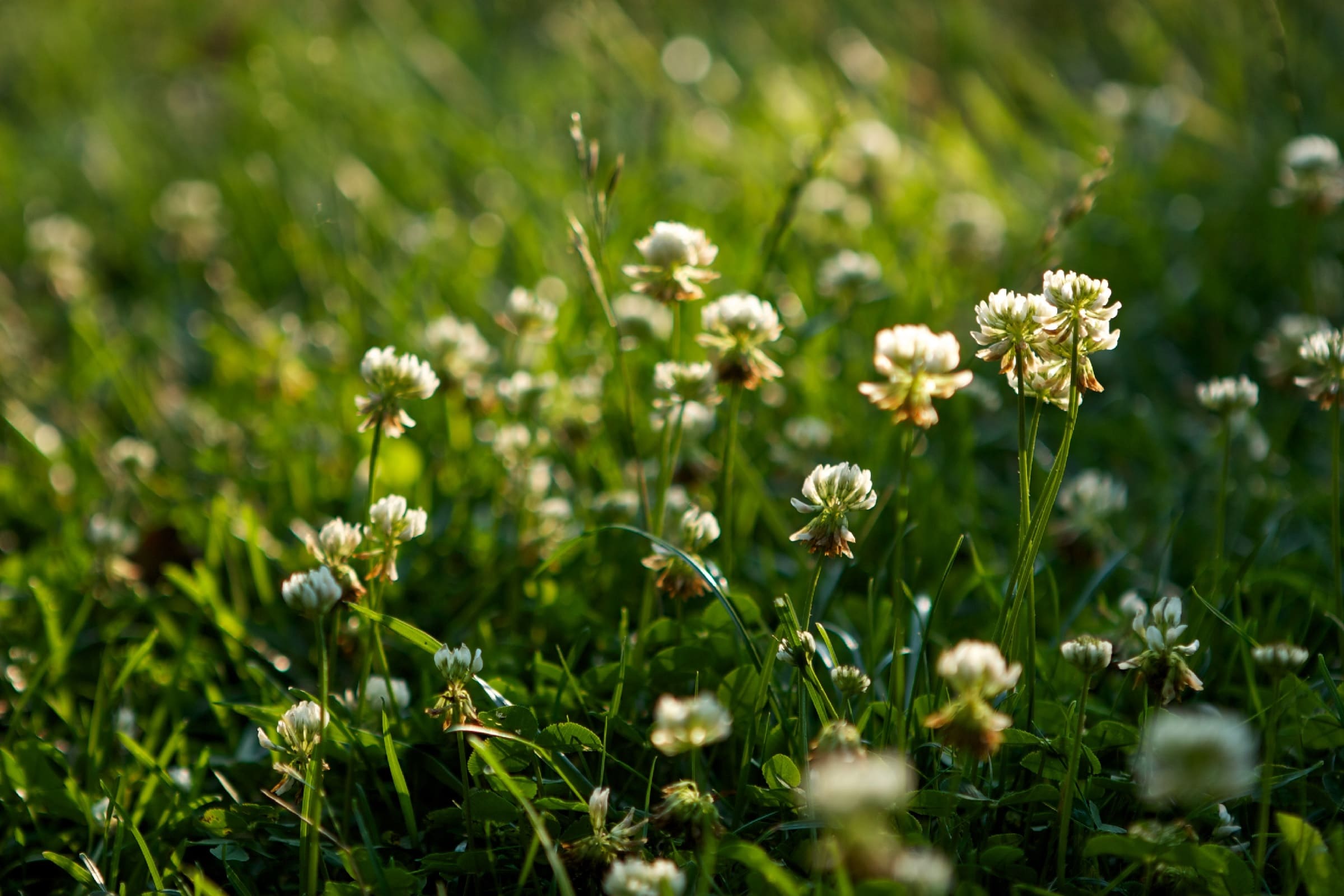 Clover flowers in focus in the middle of the image, while the front and background are out of focus.