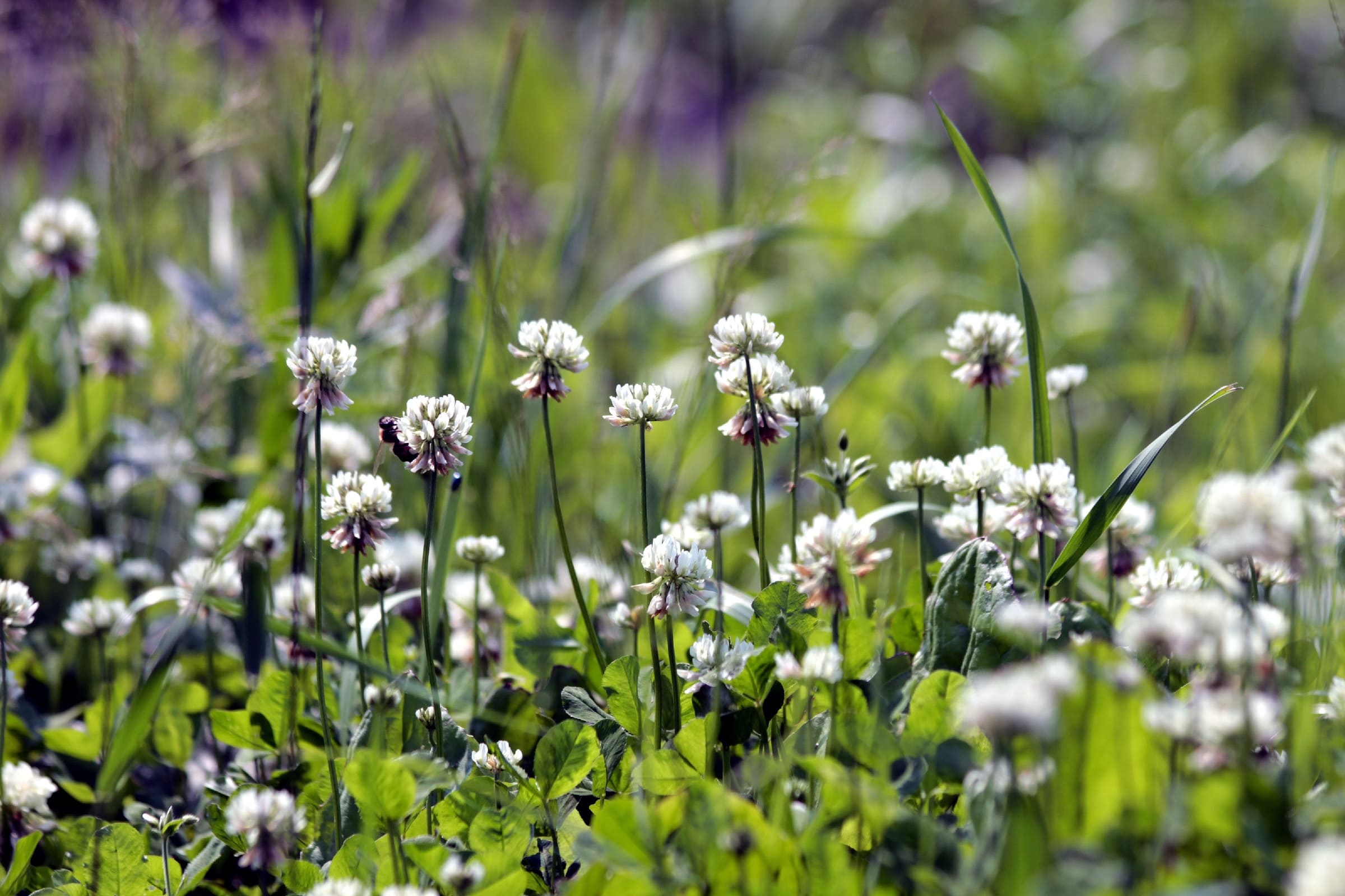 White clover flowers standing tall on a clover lawn.