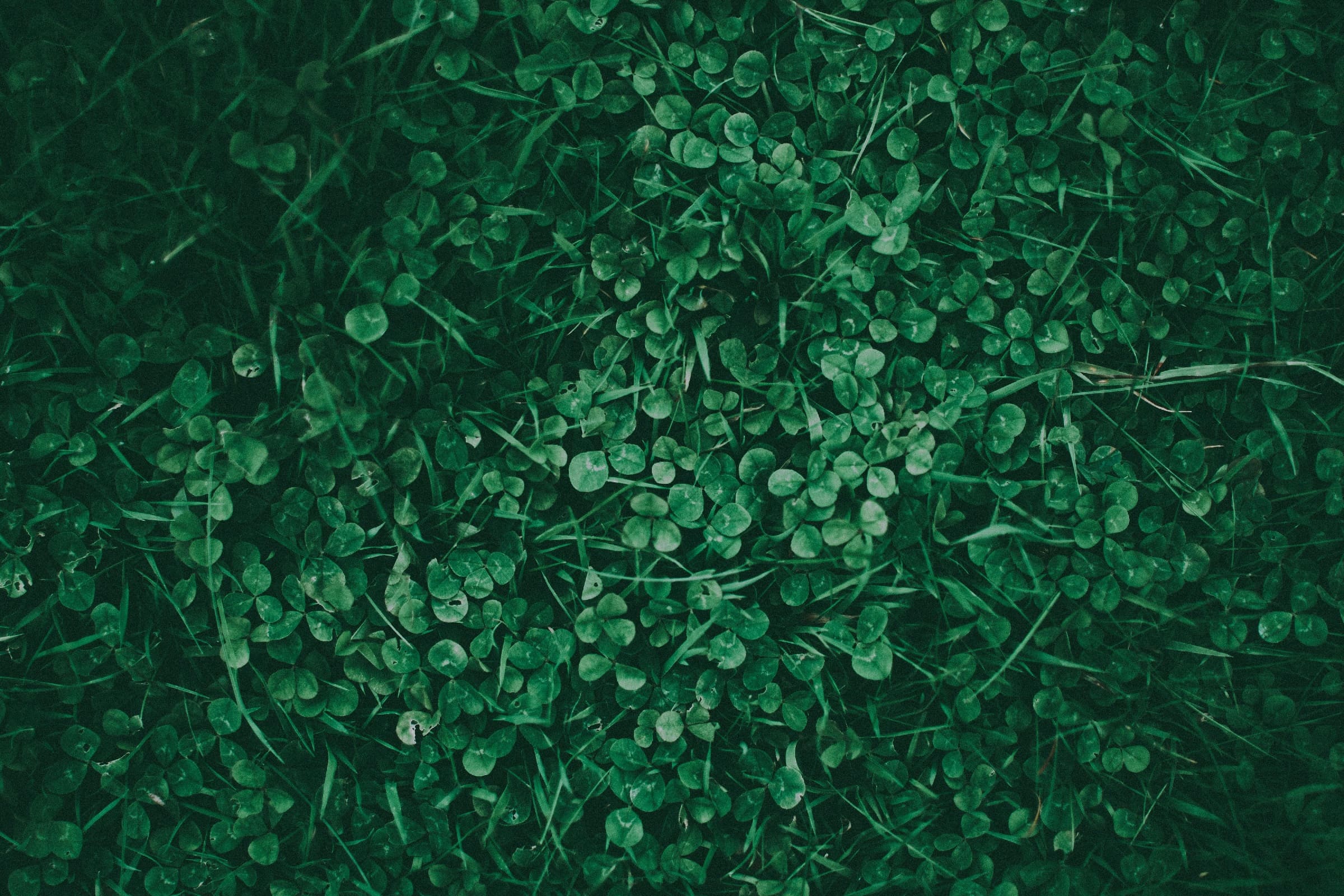 A close up of a patch of clover and grass lawn.