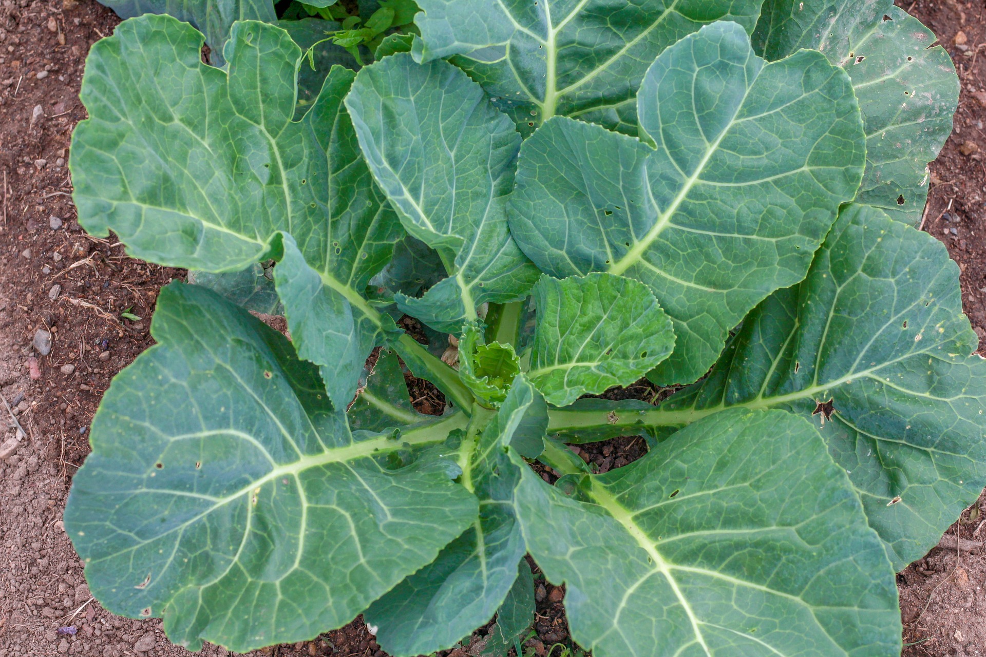 Champion Collard Green Seeds (Organic)