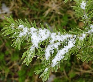 snow-evergreen