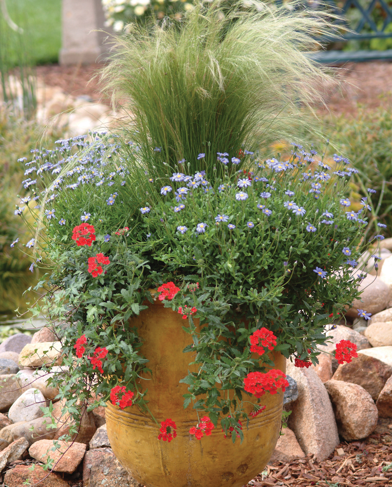 Mexican feather grass;