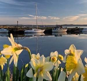 daffodils