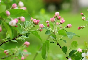 flowering-tree