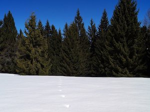 footprints-snow