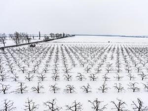 winter-crop