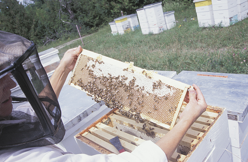 Beekeeping 101: Building a Hive The Old Farmer's Almanac