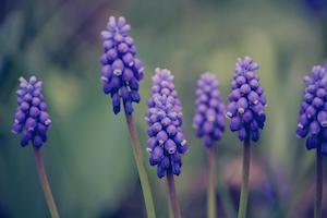 muscari