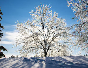 ice-tree