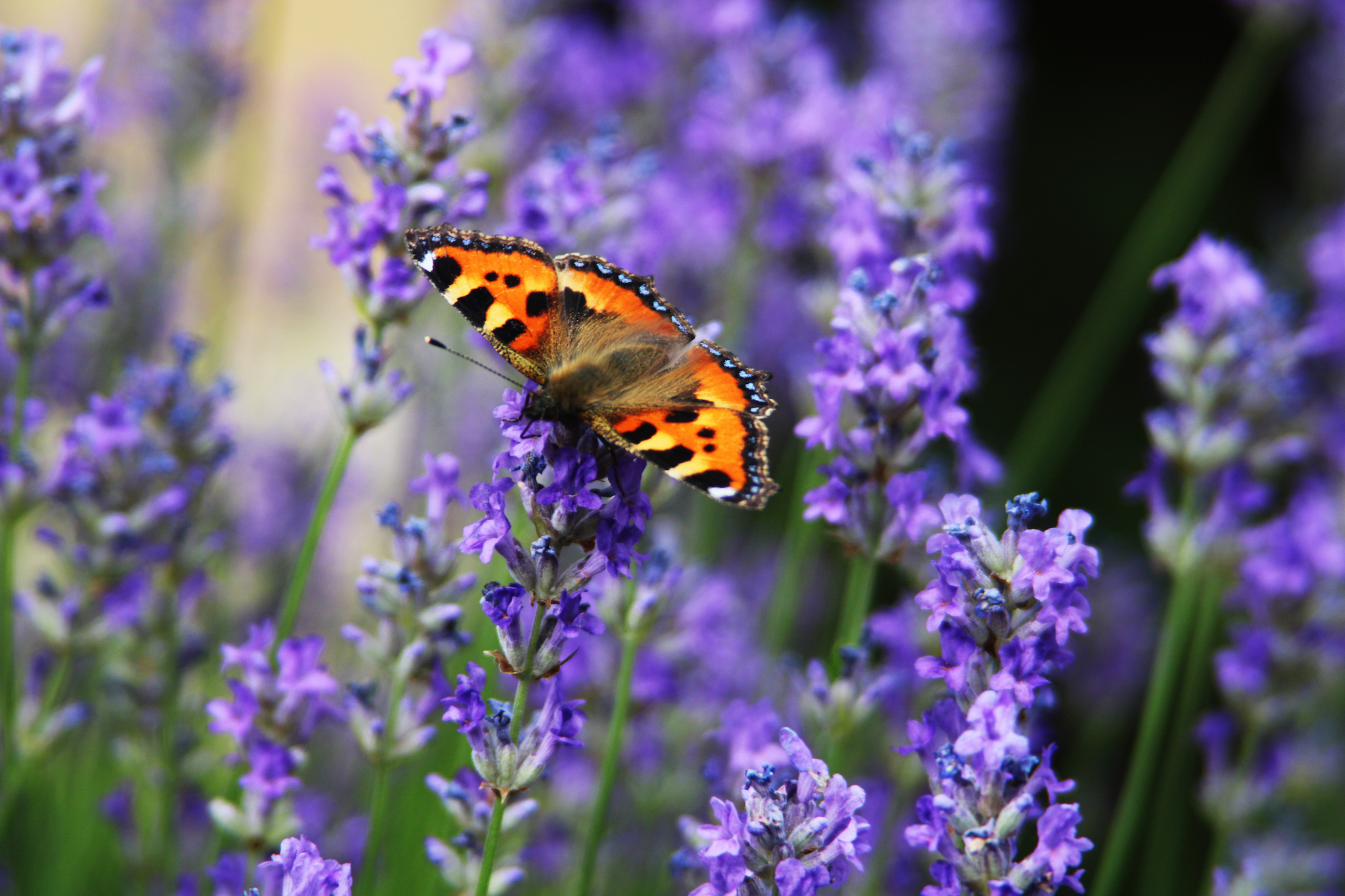 lavender with a butterfly