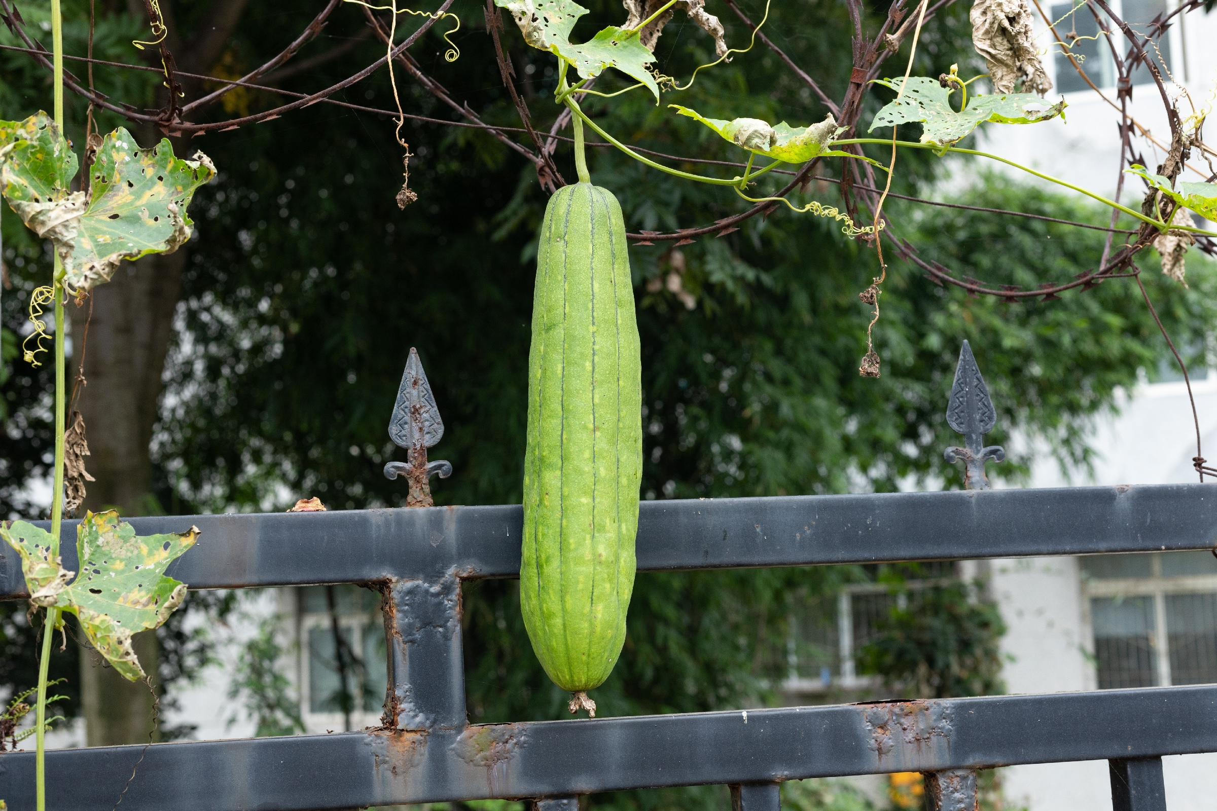 A single loofah fruit hanging next to a metal fence.