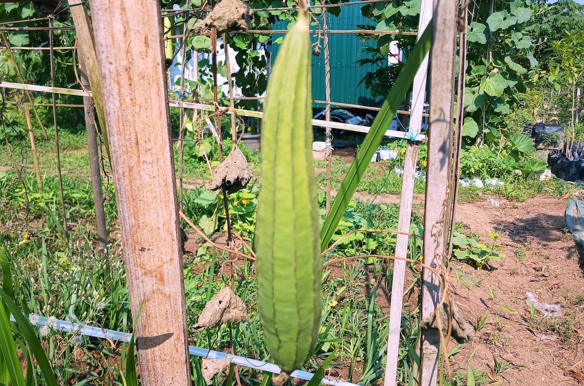 Luffa acutangula Hanging On The Tree