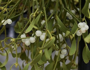 mistletoe