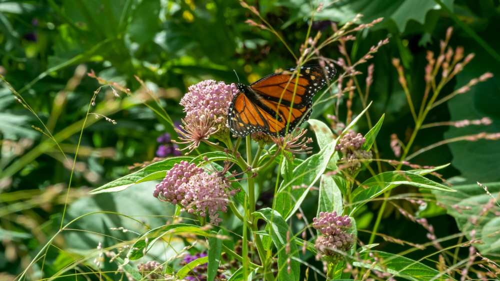 Monarch butterfly on milkweed plant in the Native Plant Garden