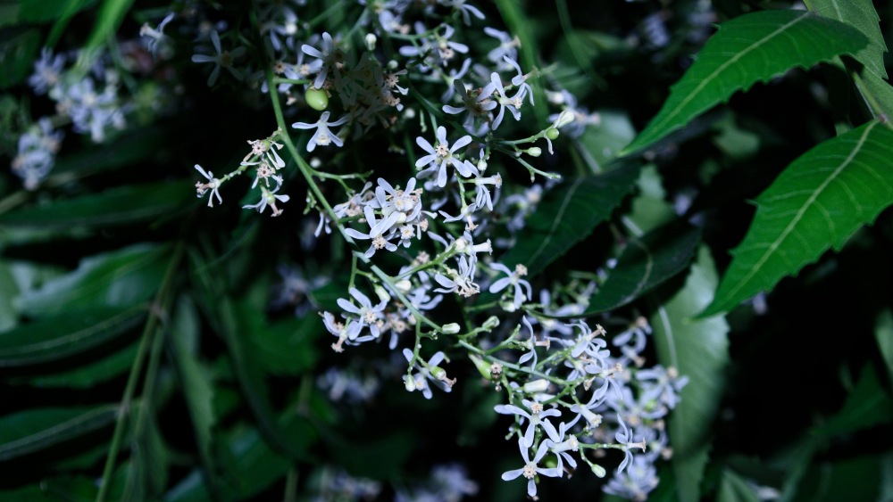 neem tree and white neem flowers