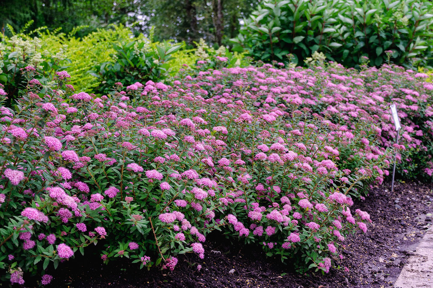 How to Grow Spirea in the Garden: The Complete Guide | Almanac.com