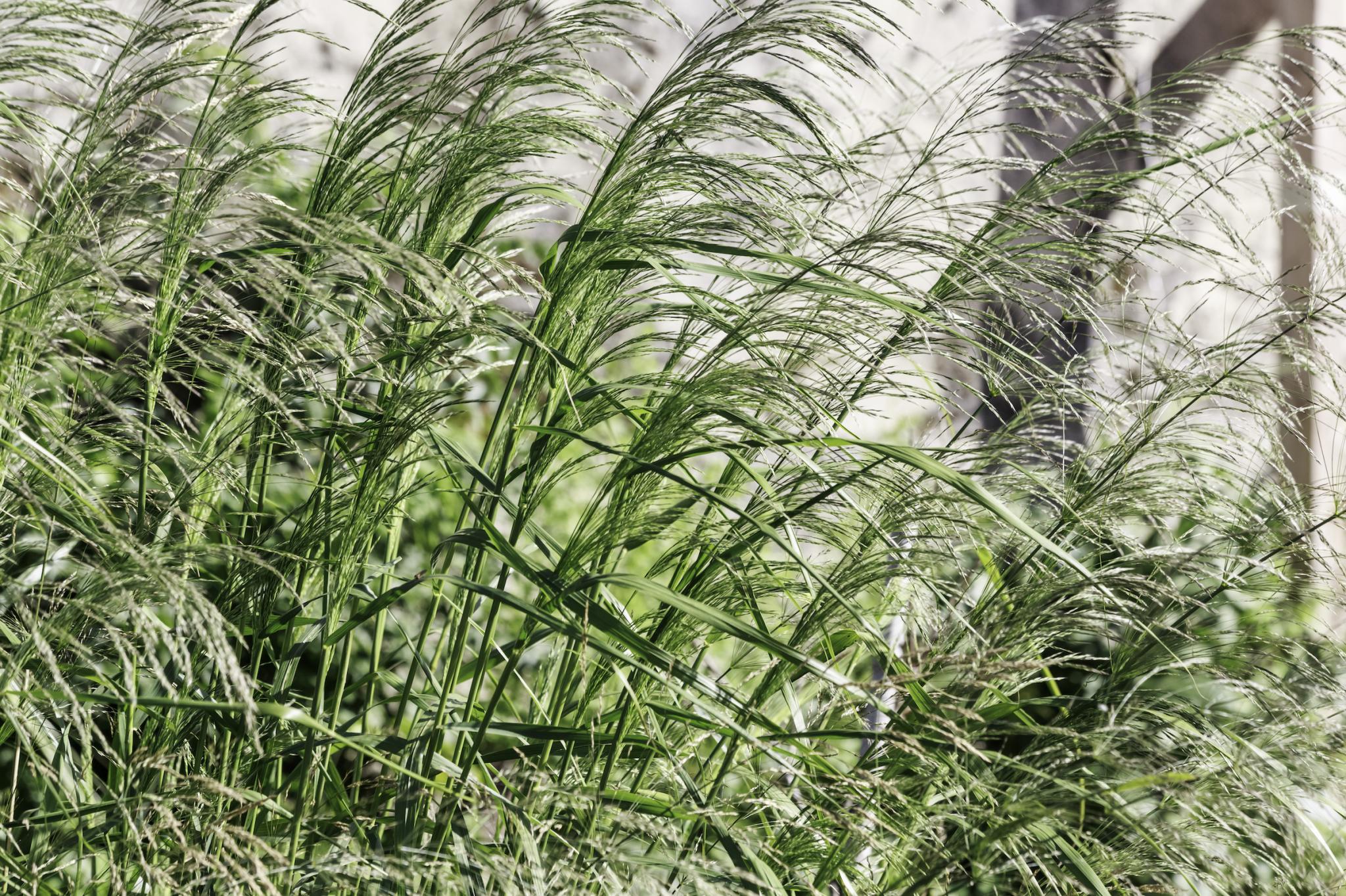 Switch grasses (Panicum) 