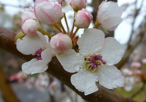 pear-blossom-rain