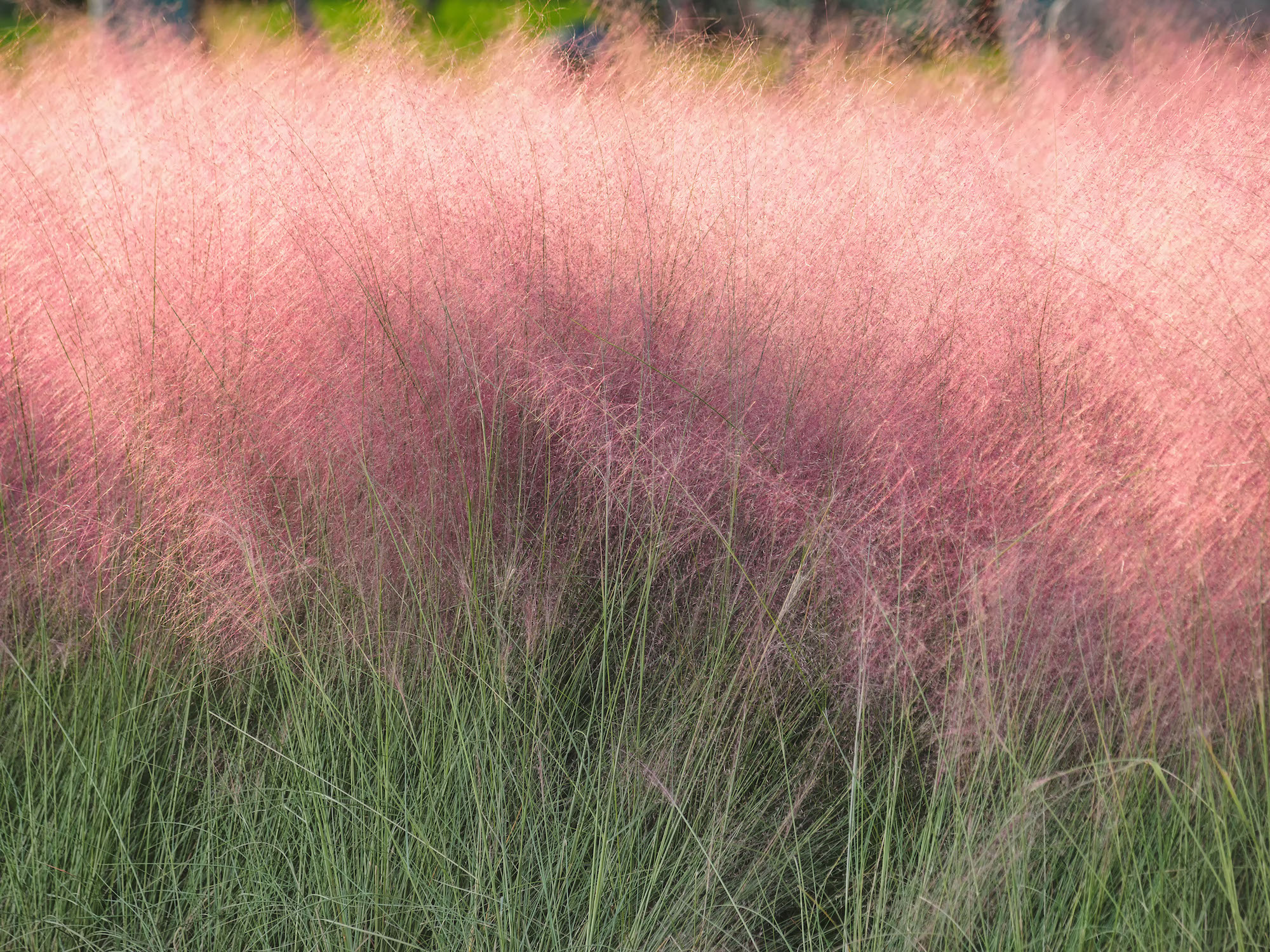 Pink muhly grass