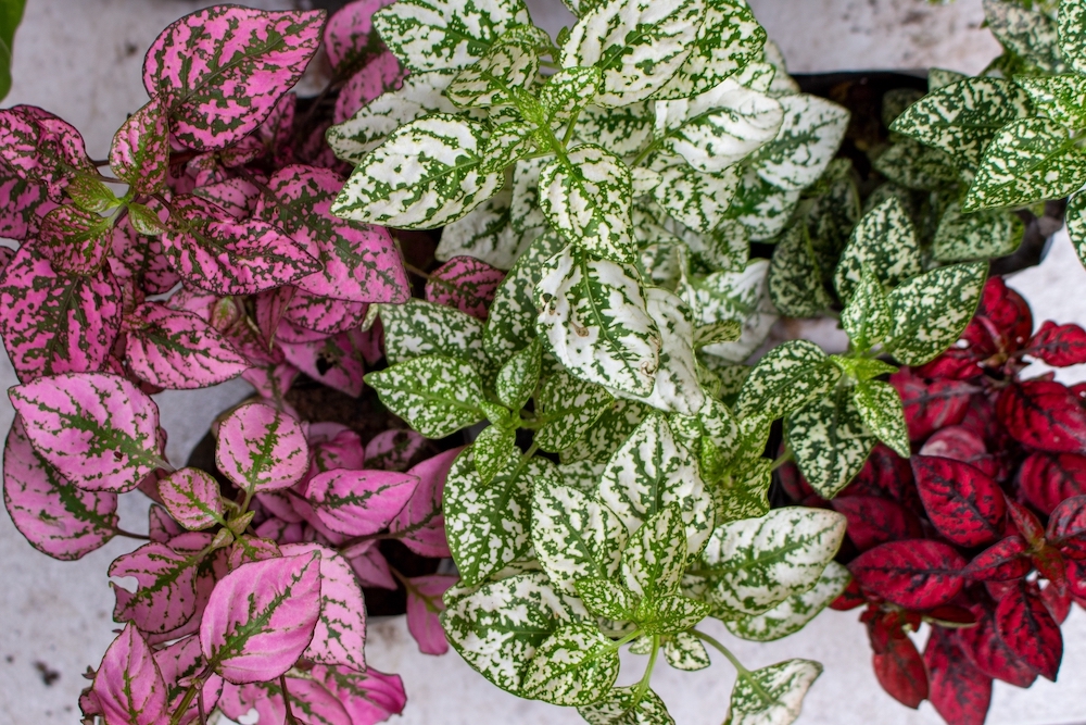 Three potted Polka dot plants with pink, green, or red foliage