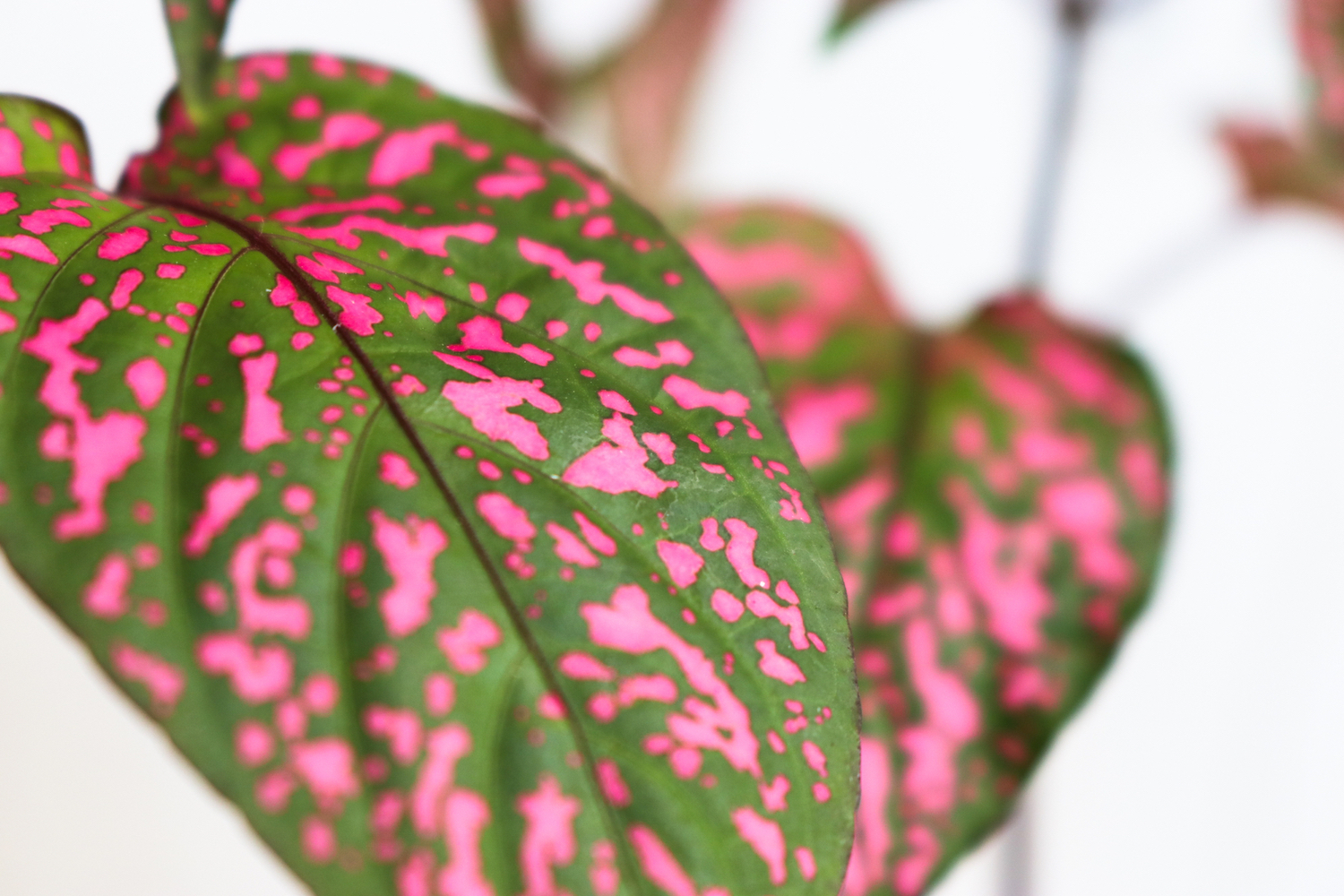 Polka dot plant leaf, green with pink speckles.