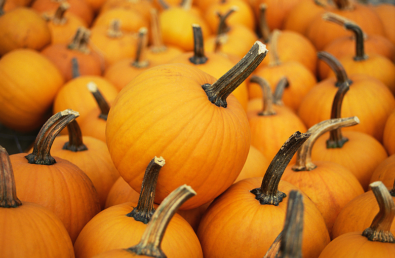 how-to-prepare-and-cook-a-pumpkin-the-old-farmer-s-almanac