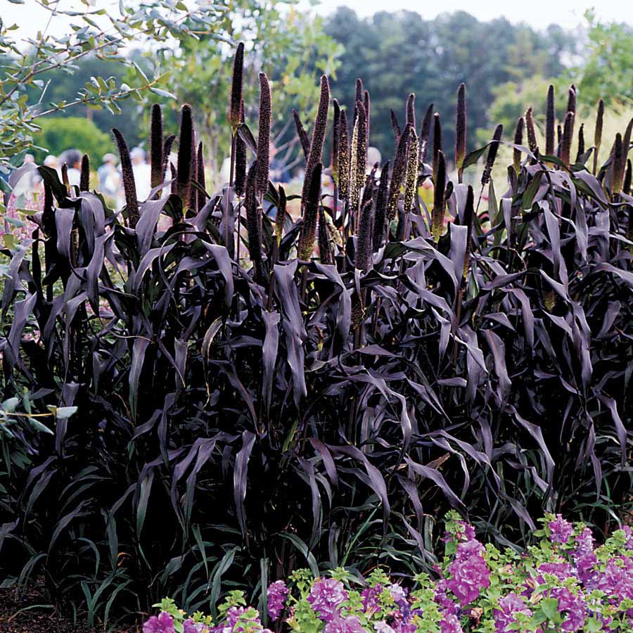 Purple majesty ornamental grass