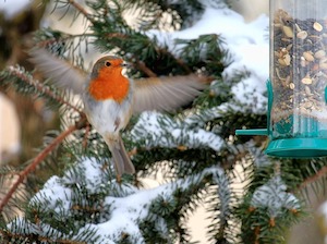 robin-berries