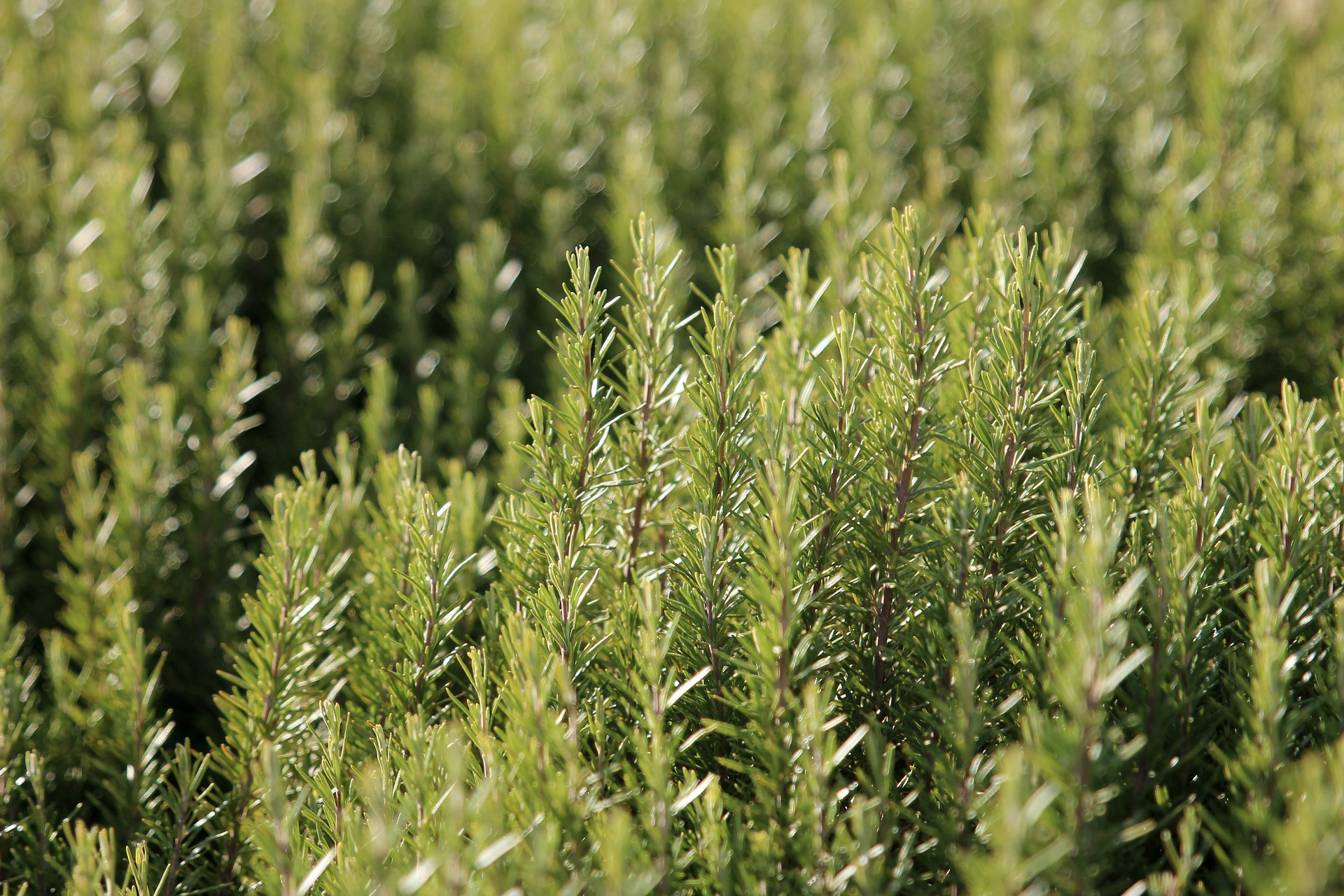 rosemary in the garden