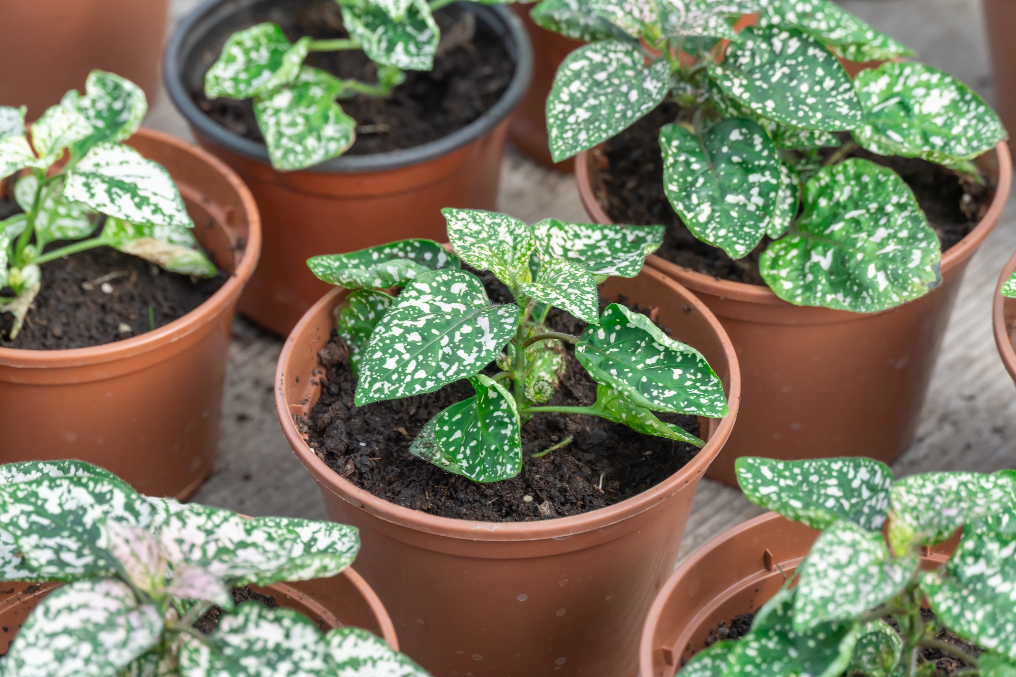 Seedling flower hypoestes phyllostachya cultivation in flowerpots in glasshouse